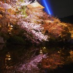 京都　清水寺　桜の夜景